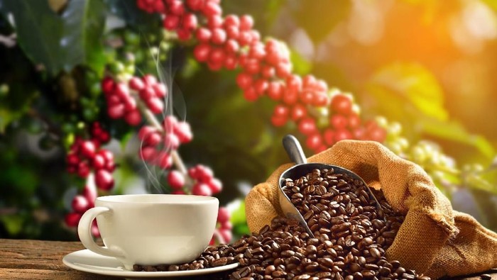 Kopi Oleh-Oleh Khas Lampung